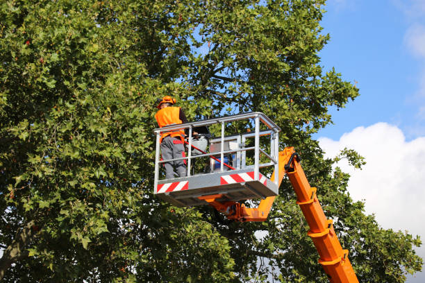 Best Tree Preservation Services  in Meeker, CO