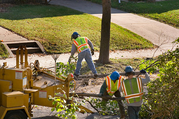 Best Hazardous Tree Removal  in Meeker, CO