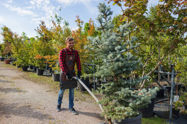 Best Tree Disease Treatment  in Meeker, CO